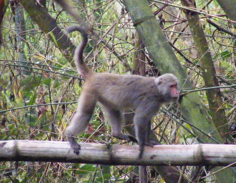 Image of Taiwan macaque