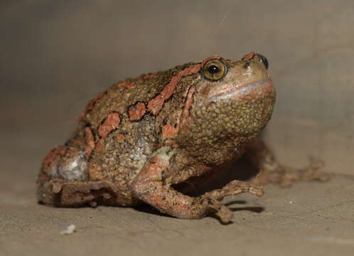 Image of Sri Lankan Bullfrog