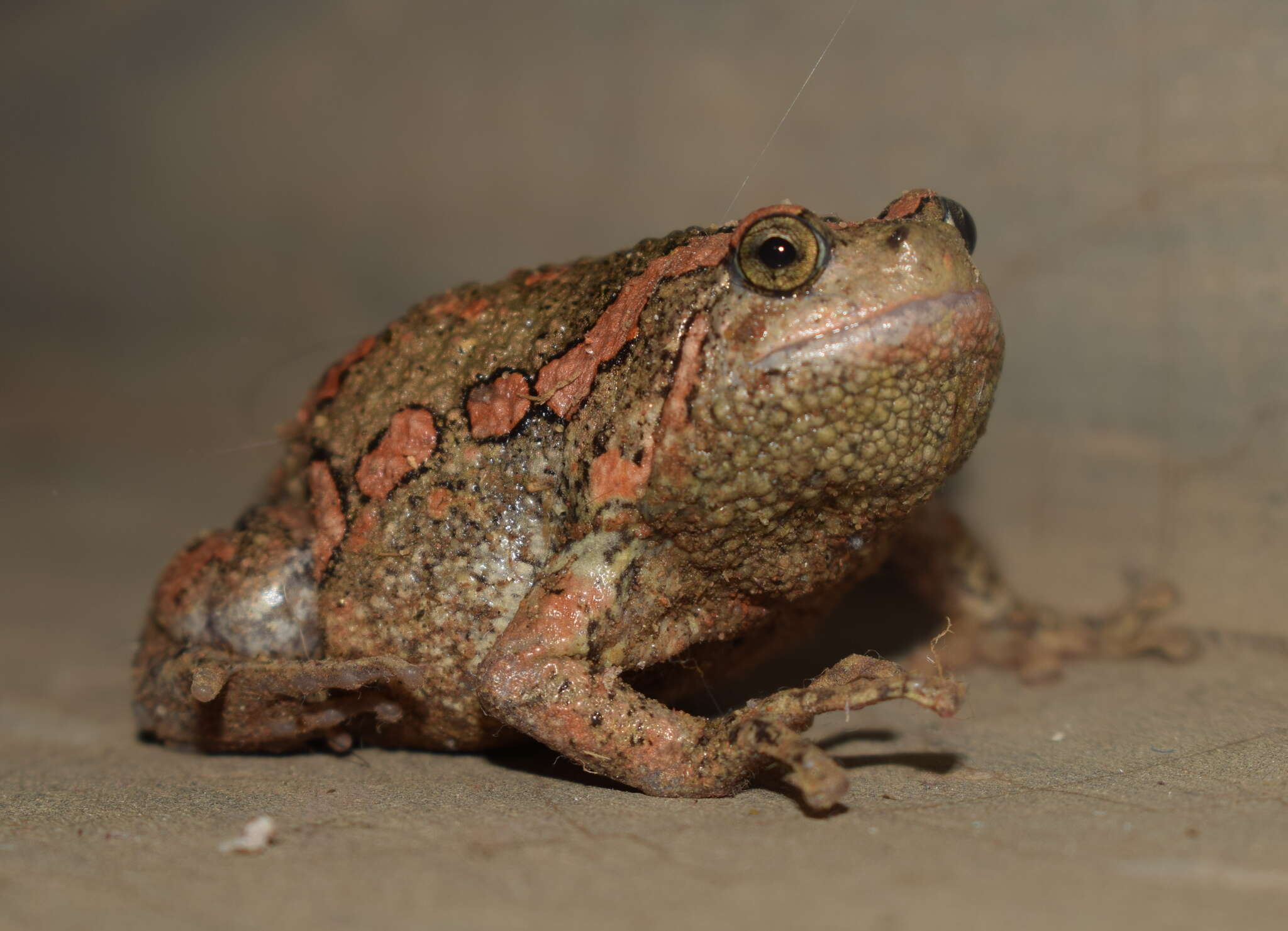 صورة Uperodon taprobanicus (Parker 1934)