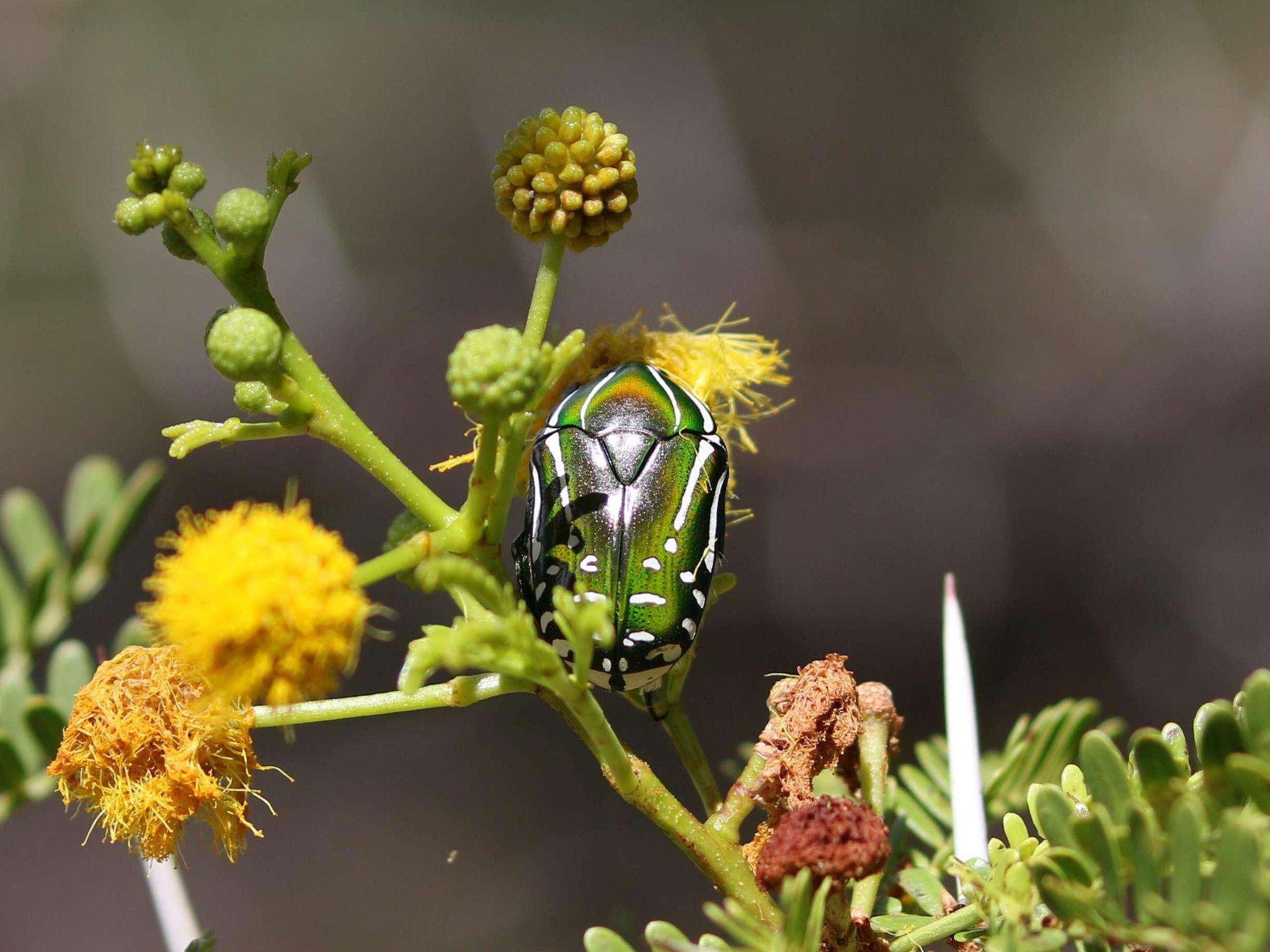 Image de Rhabdotis semipunctata (Fabricius 1787)