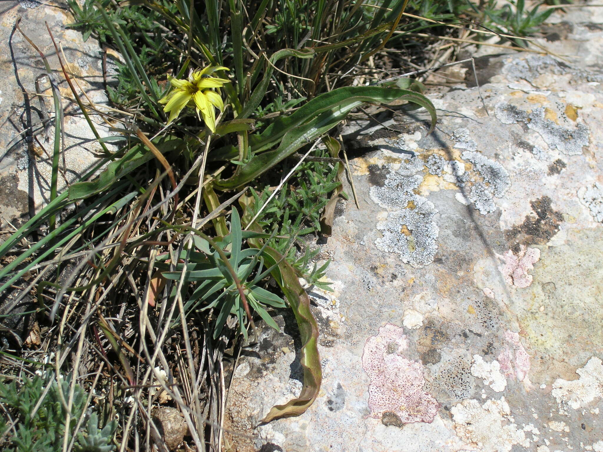 Image of Takhtajaniantha crispa