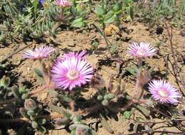 Imagem de Drosanthemum hispifolium (Haw.) Schwant.