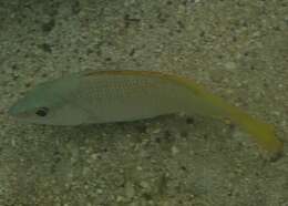 Image of Amarillo snapper