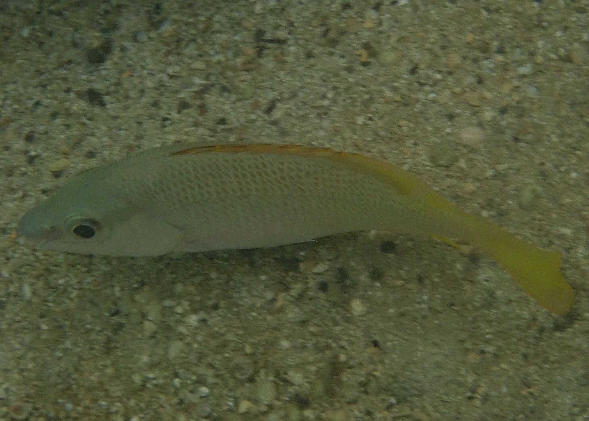 Image of Amarillo snapper