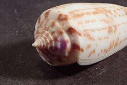 صورة Conus laterculatus G. B. Sowerby II 1870