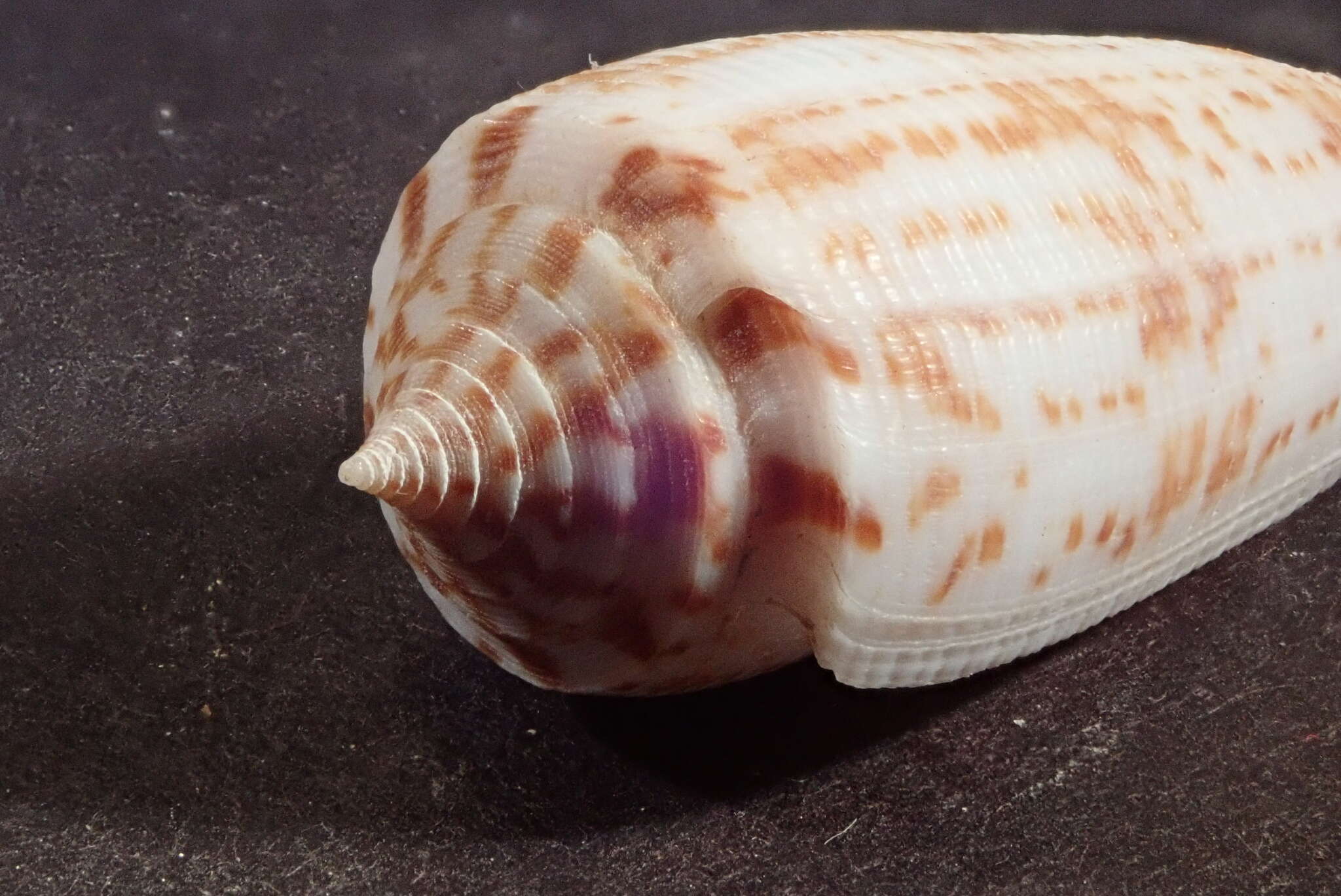 Image of Conus laterculatus G. B. Sowerby II 1870