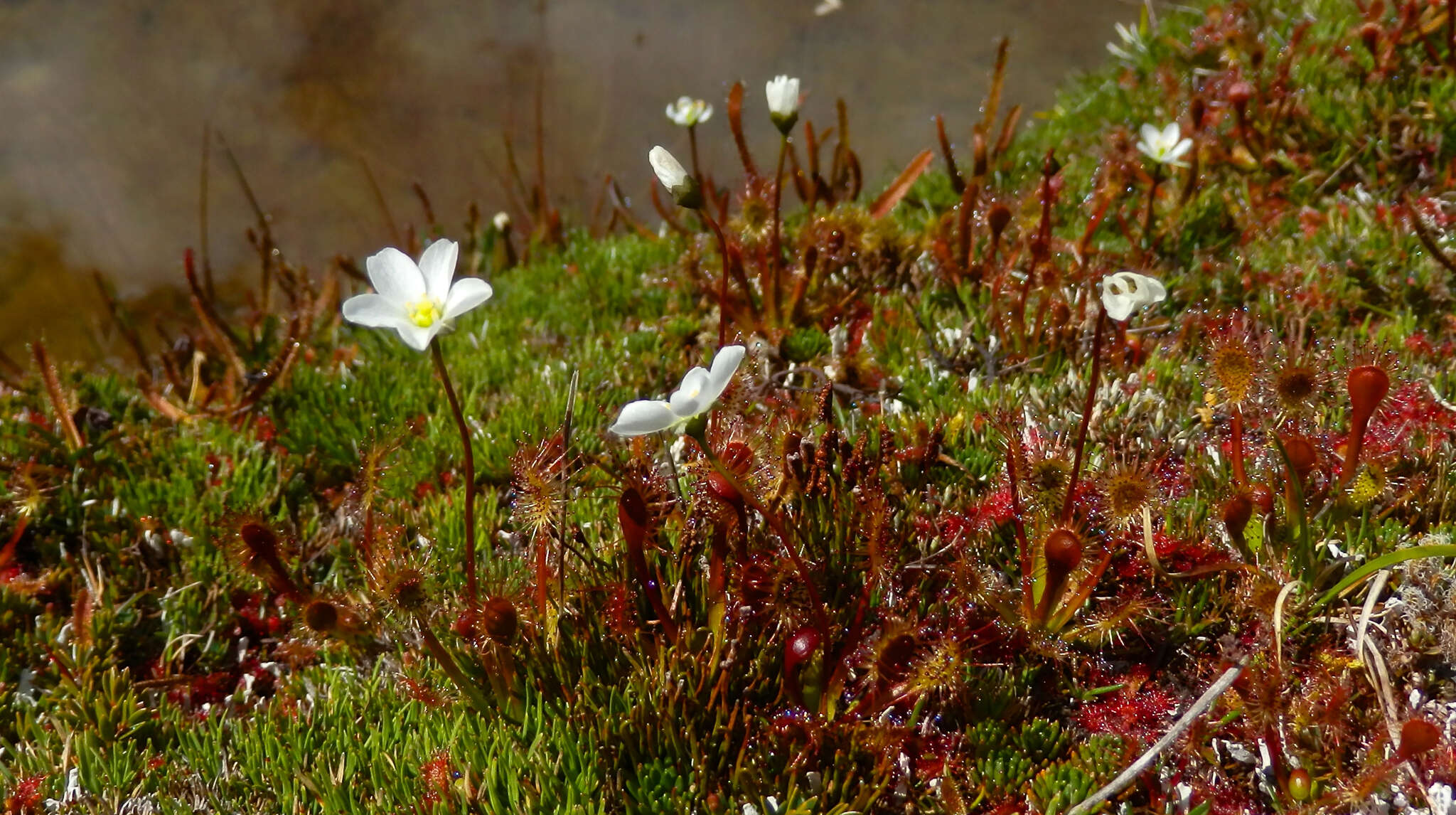 Image of New Zealand sundew