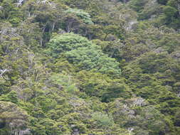 Image of Zanthoxylum externum (Skottsb.) Fosberg