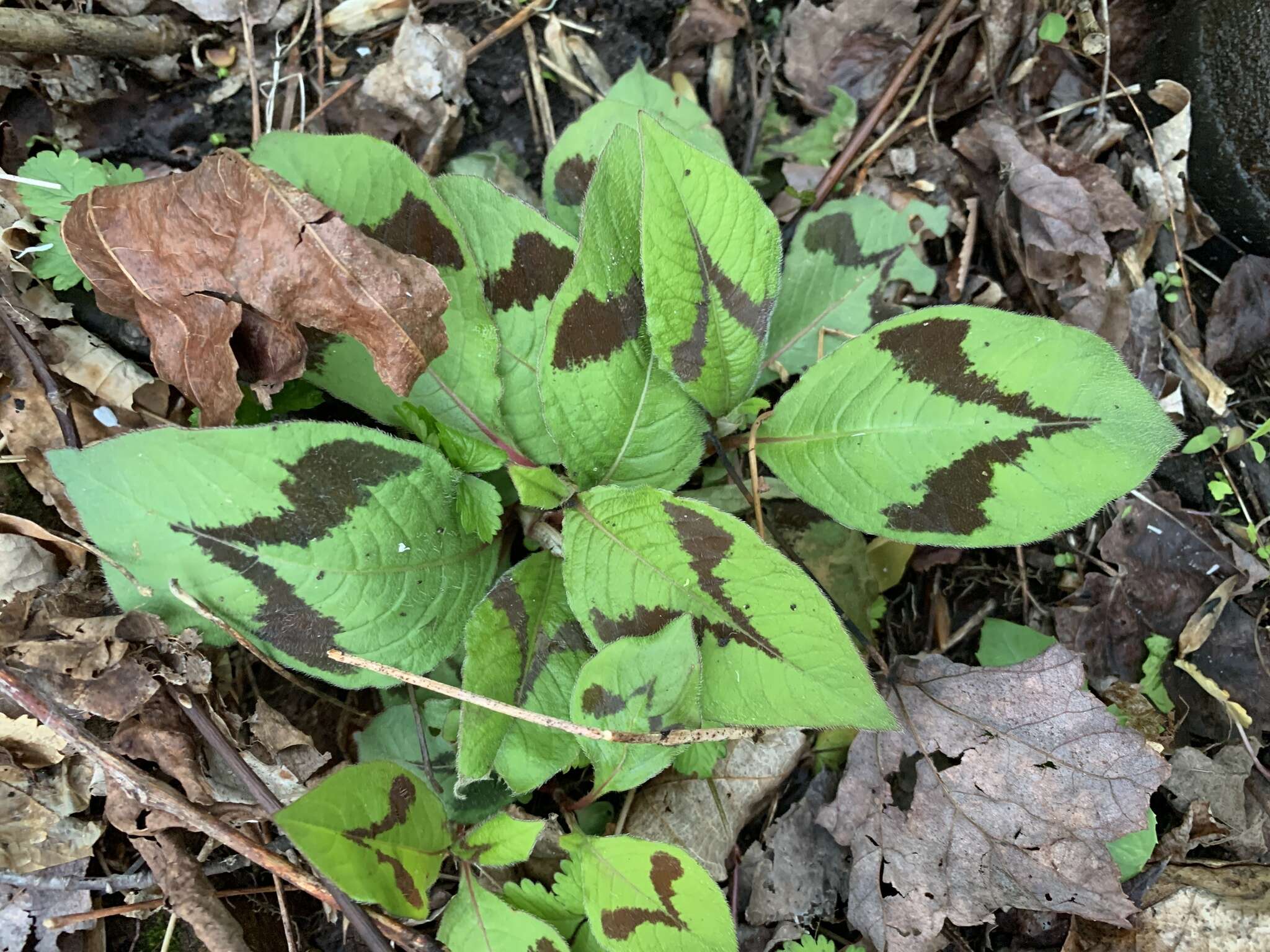 Sivun Persicaria filiformis (Thunb.) Nakai kuva