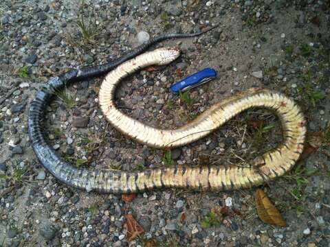 Image of Central American Indigo Snake