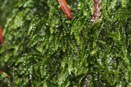 Image of pseudotaxiphyllum moss