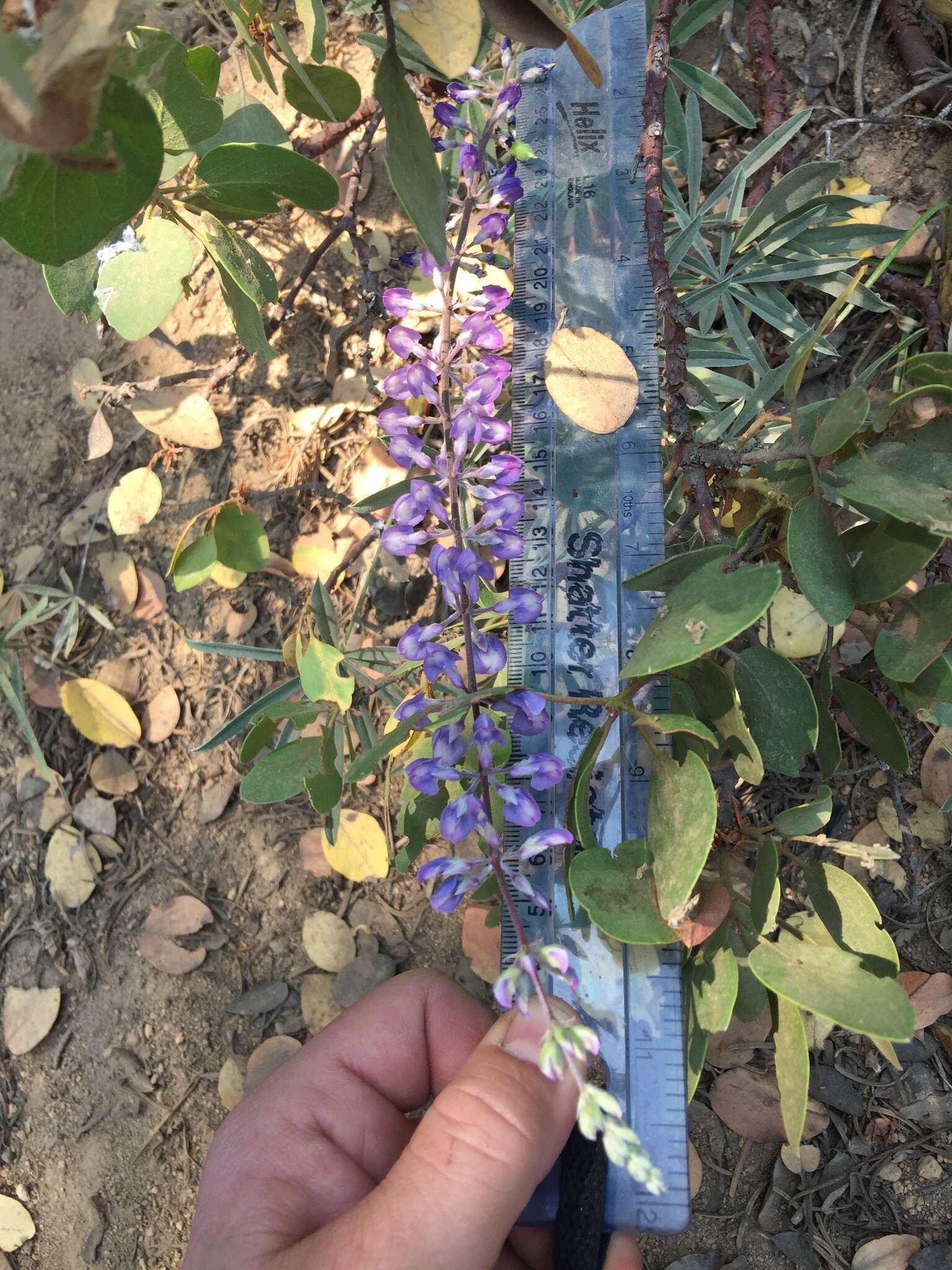 Imagem de Lupinus arbustus Lindl.