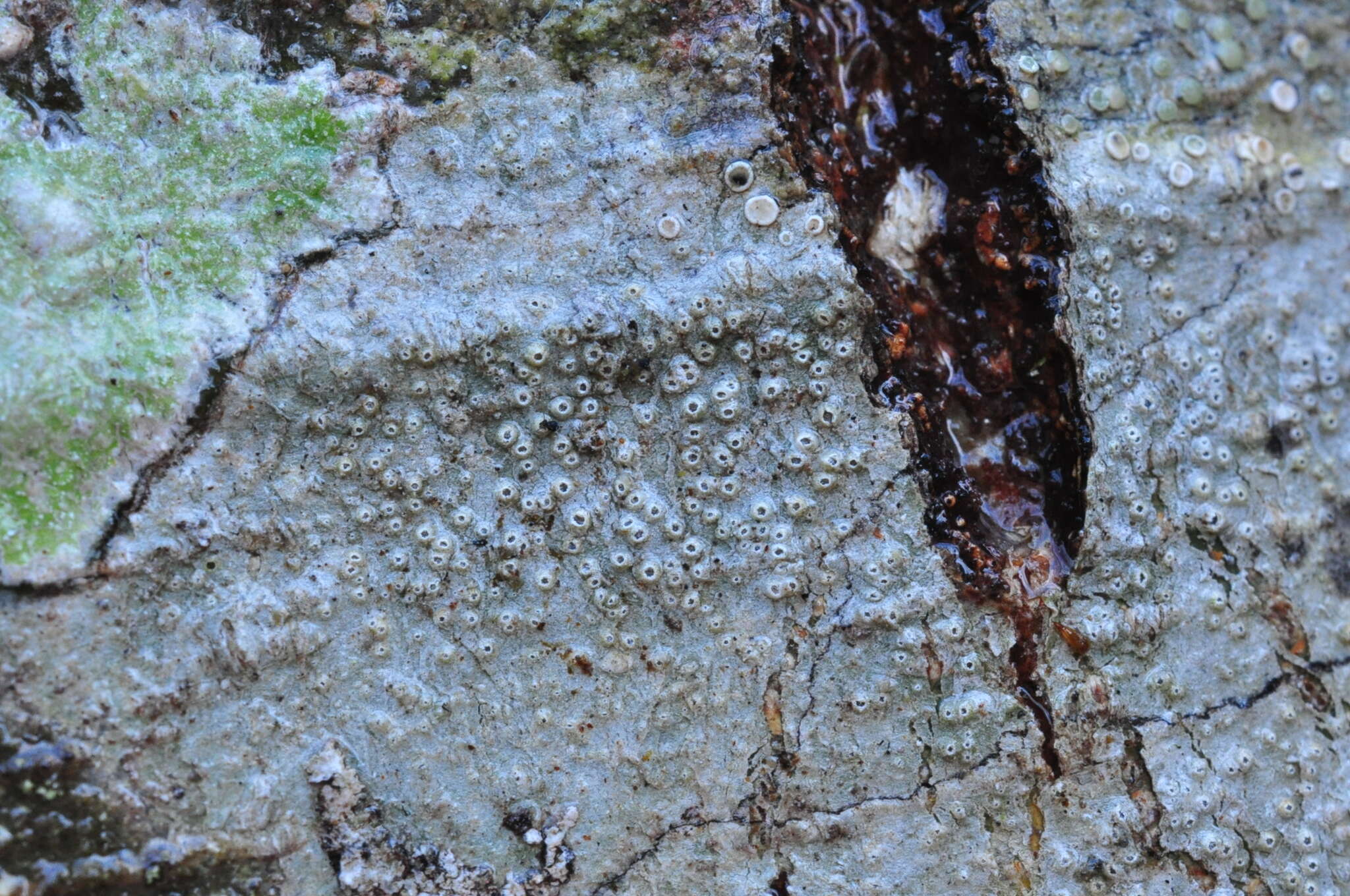 Image of barnacle lichen