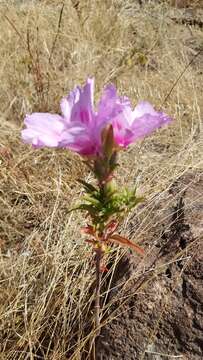 Image de Clarkia amoena (Lehm.) A. Nels. & J. F. Macbr.