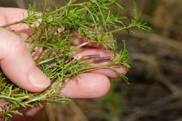 Tagetes multiflora Kunth resmi