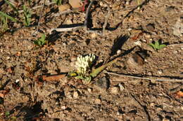 Слика од Codonorhiza fastigiata (Lam.) Goldblatt & J. C. Manning