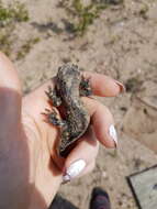 Image of Eastern Tiger Salamander