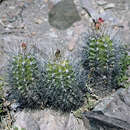 Echinopsis caineana (Cárdenas) D. R. Hunt resmi