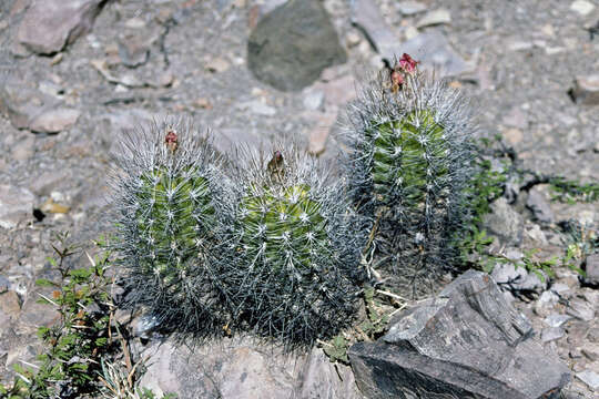 Image of Echinopsis caineana (Cárdenas) D. R. Hunt