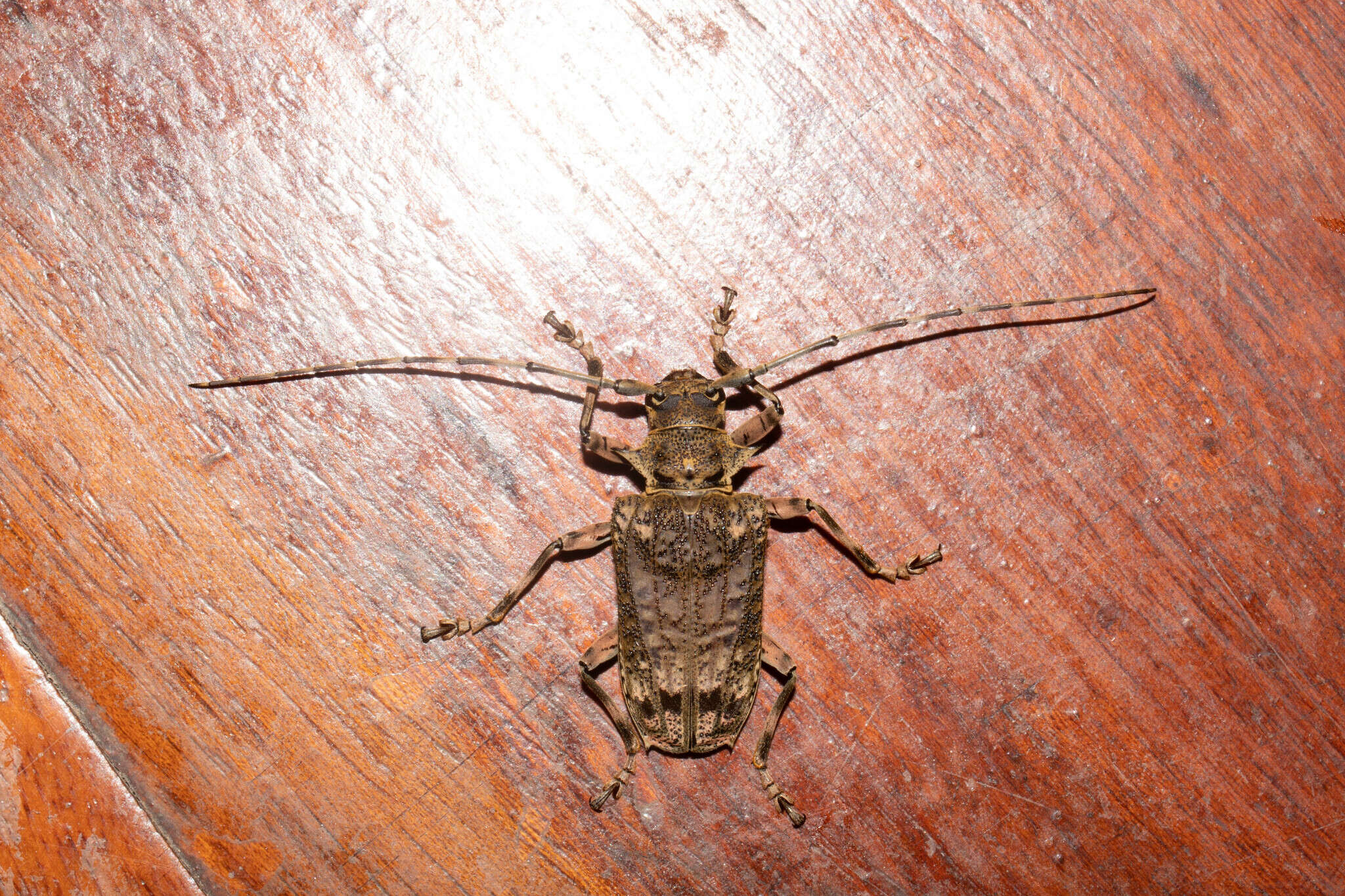 Слика од Polyrhaphis angustata Buquet 1853