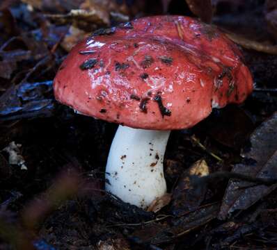 Image of Russula silvicola Shaffer 1975