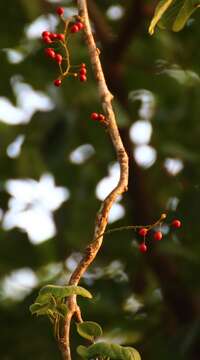 Image of Tinospora sinensis (Lour.) Merr.