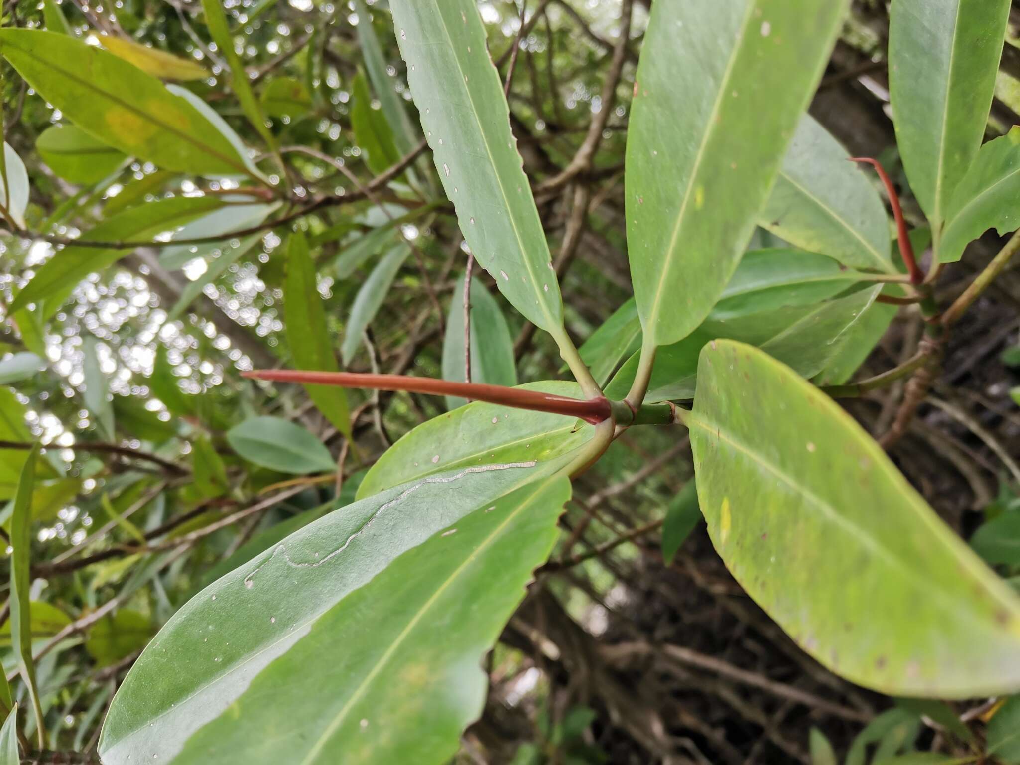 Image of mangrove