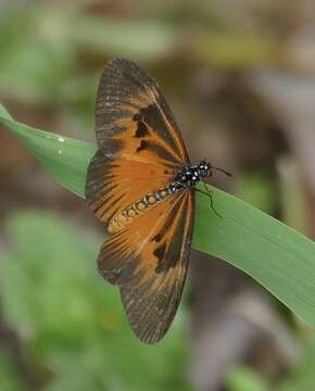 Image de Acraea alciope Hewitson 1852