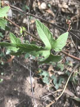 Слика од Passiflora exsudans Zucc.