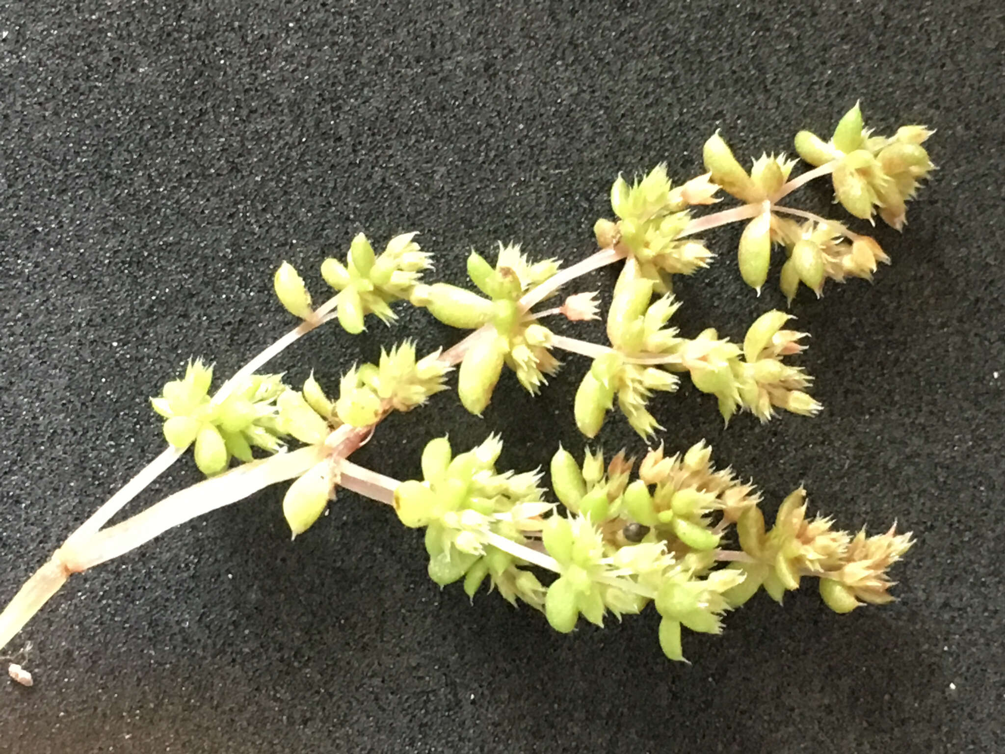 Image of sand pygmyweed