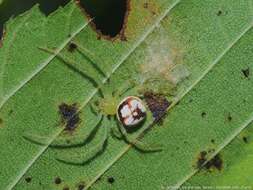 Image of Araneus guttulatus (Walckenaer 1841)