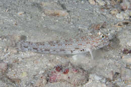 Image of Decorated goby