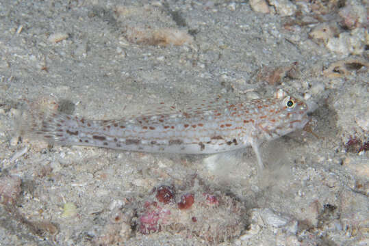 Image of Decorated goby