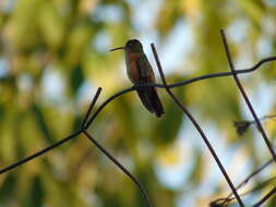 Image of Cinnamon Hummingbird