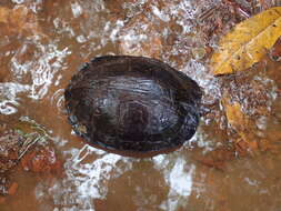 Image of Spot-legged turtle