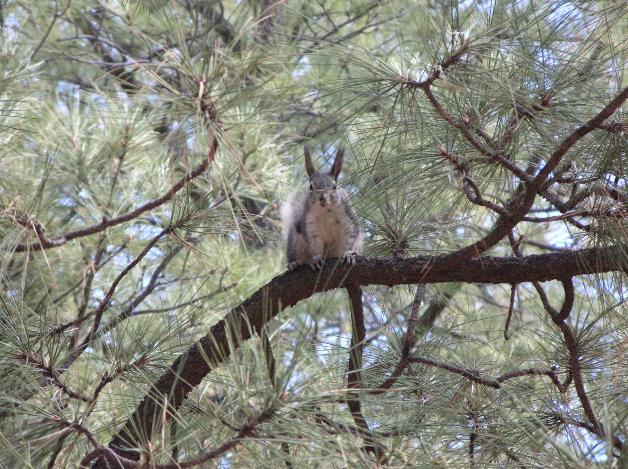 Image of Sciurus subgen. Otosciurus Nelson 1899