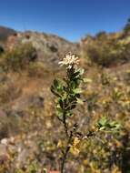 <i>Lophopappus berberidifolius</i> Cuatrec. resmi