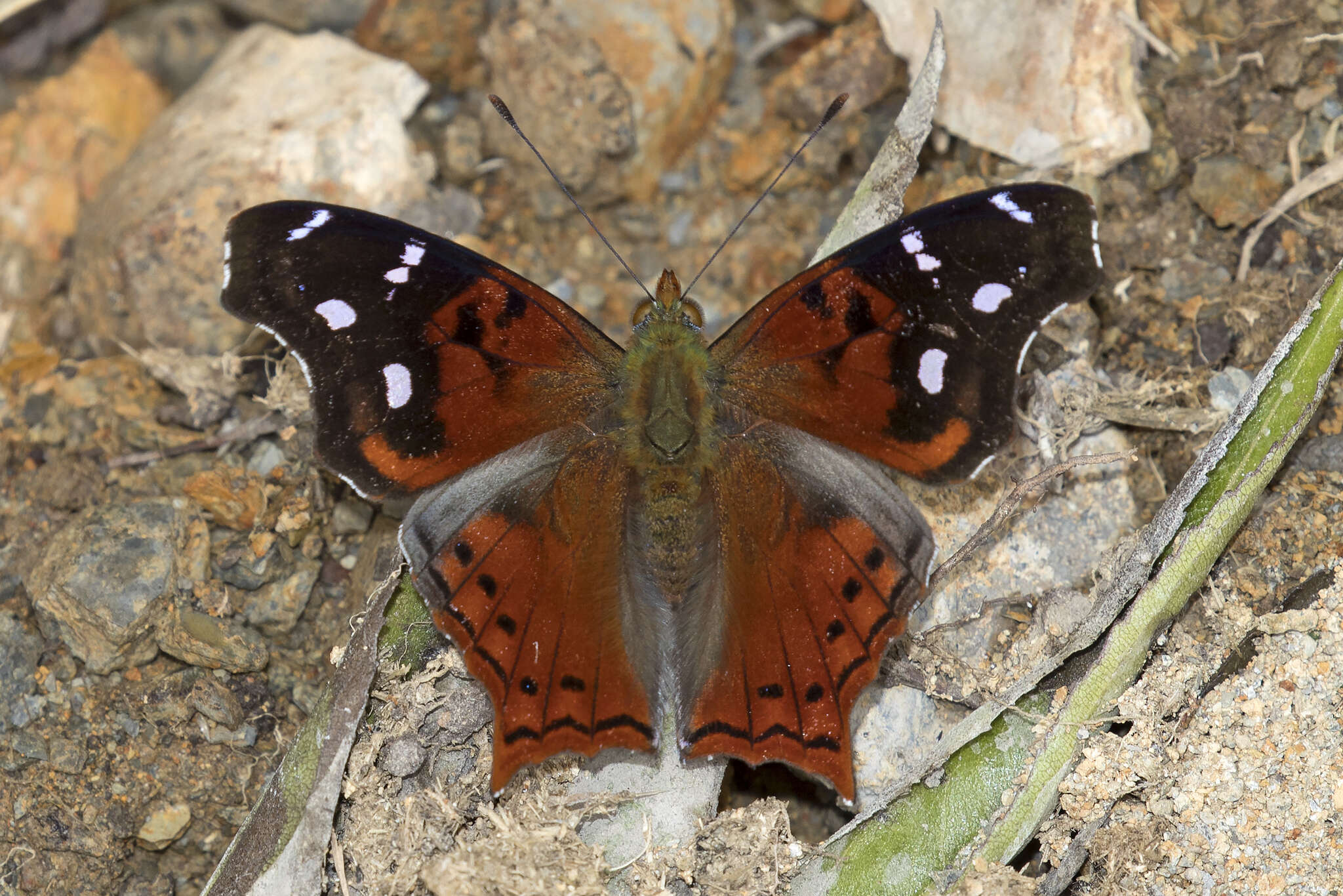 Image of Hypanartia cinderella