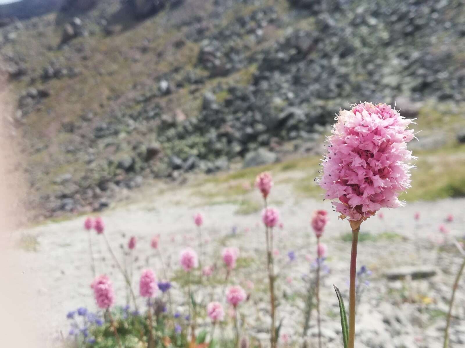 Image of Bistorta officinalis subsp. carnea (C. Koch) Sojak.