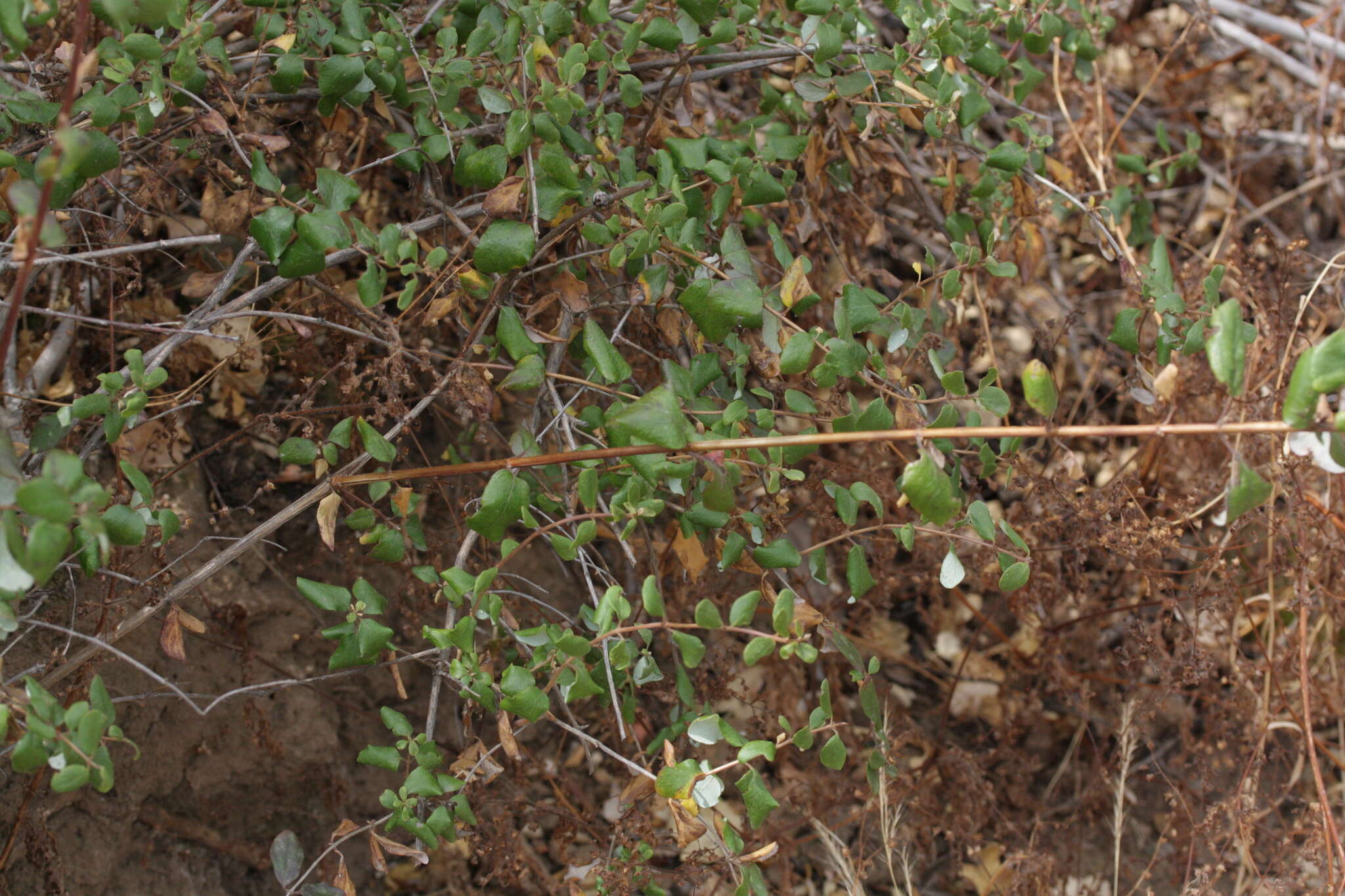 Image of southern honeysuckle