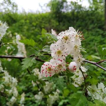 Crataegus macrocarpa Hegetschw. resmi