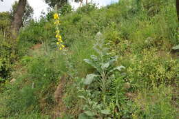 Image of Verbascum boerhavii L.