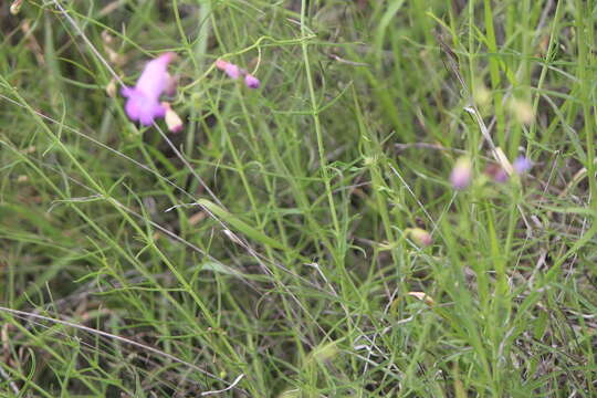 Image of Penstemon amphorellae Crosswhite