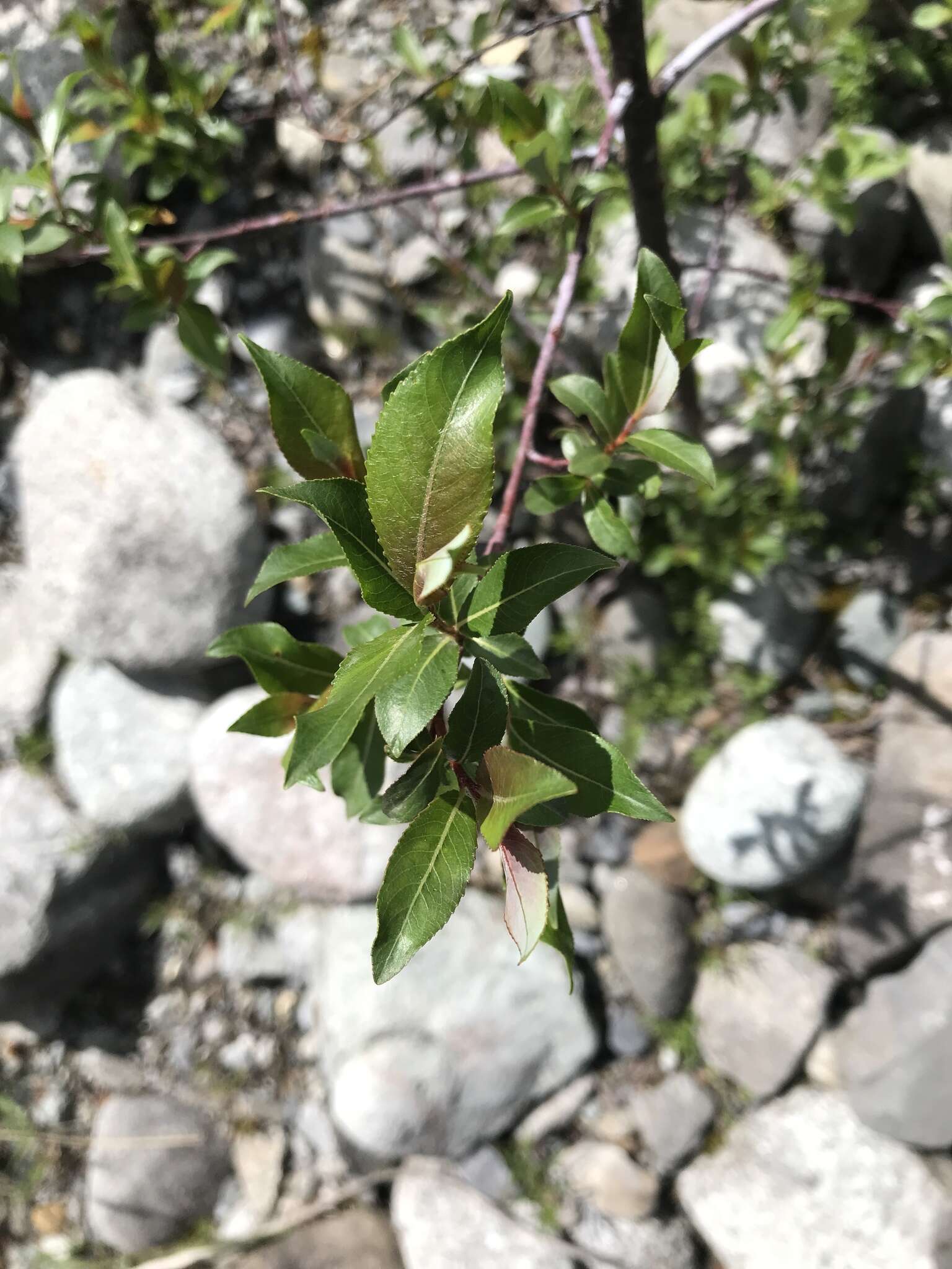 Слика од Salix daphnoides Vill.