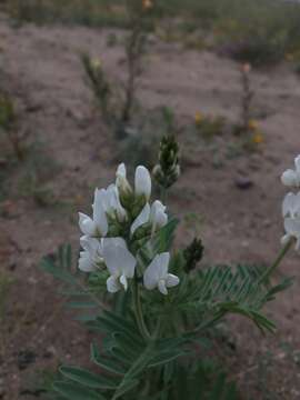 Sivun Astragalus coquimbensis (Hook. & Arn.) Reiche kuva