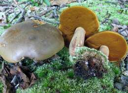 Boletus vermiculosoides A. H. Sm. & Thiers 1971的圖片