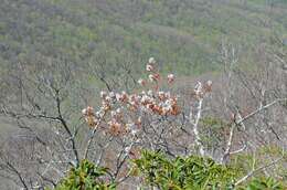 Image of Allegheny Serviceberry