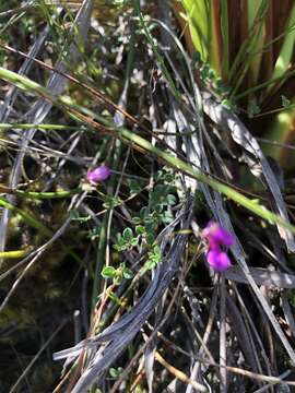 Image of Indigofera sarmentosa L. fil.