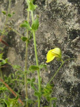 Слика од Aspalathus latifolia Bolus