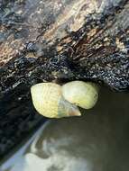 Image of Littoraria flava (P. P. King 1832)